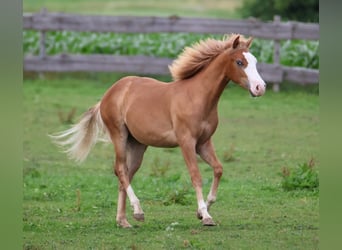 American Paint Horse, Stallone, 1 Anno, 155 cm, Sauro