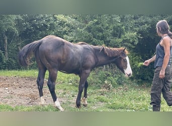 American Paint Horse, Stallone, 1 Anno, 156 cm, Morello