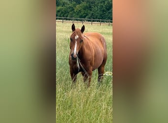 American Paint Horse, Stallone, 1 Anno, Sauro