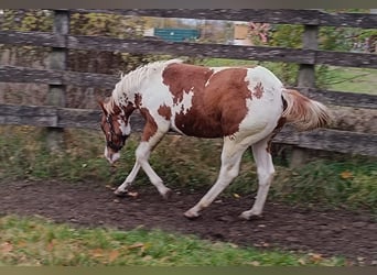 American Paint Horse, Stallone, 1 Anno, Tovero-tutti i colori