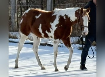 American Paint Horse, Stallone, 1 Anno, Tovero-tutti i colori