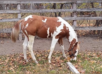 American Paint Horse, Stallone, 1 Anno, Tovero-tutti i colori
