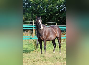 American Paint Horse, Stallone, 2 Anni, 150 cm, Morello