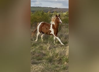 American Paint Horse, Stallone, 2 Anni, 150 cm, Tobiano-tutti i colori