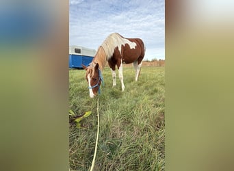 American Paint Horse, Stallone, 2 Anni, 150 cm, Tobiano-tutti i colori