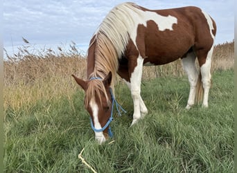 American Paint Horse, Stallone, 2 Anni, 150 cm, Tobiano-tutti i colori