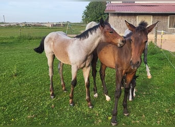 American Paint Horse, Stallone, 2 Anni, Baio roano
