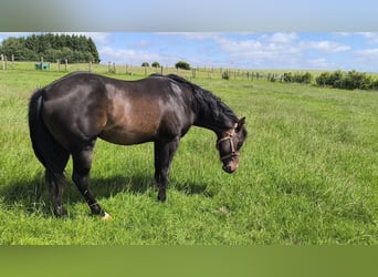 American Paint Horse, Stallone, 3 Anni, 147 cm, Baio scuro