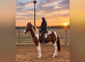 American Paint Horse, Stallone, 3 Anni, 150 cm, Sauro