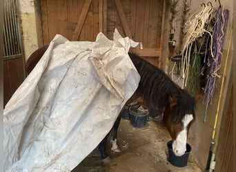 American Paint Horse, Stallone, 3 Anni, 160 cm, Overo-tutti i colori