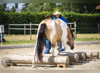 American Paint Horse, Stallone, 4 Anni, 145 cm, Pelle di daino