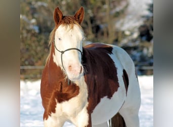 American Paint Horse, Stallone, 6 Anni, 145 cm, Overo-tutti i colori