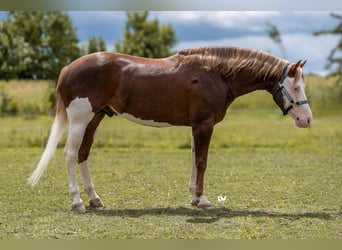American Paint Horse, Stallone, 6 Anni, Overo-tutti i colori