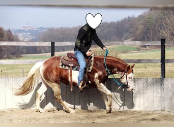 American Paint Horse, Stallone, 8 Anni, 145 cm, Sauro