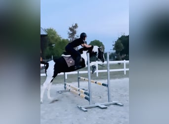 American Paint Horse, Stallone, 9 Anni, 148 cm, Tobiano-tutti i colori