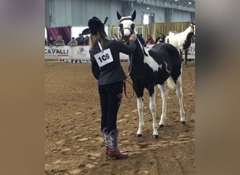 American Paint Horse, Stallone, 9 Anni, 148 cm, Tobiano-tutti i colori