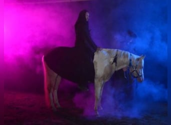 American Paint Horse, Stallone, 9 Anni, 149 cm, Champagne