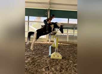 American Paint Horse, Stallone, 9 Anni, 154 cm, Pezzato