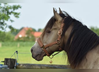 American Paint Horse, Stallone, 6 Anni, 160 cm, Champagne