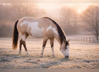American Paint Horse, Stallone, 9 Anni, 146 cm, Overo-tutti i colori