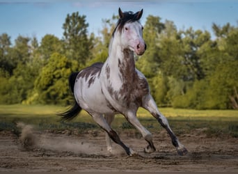 American Paint Horse, Stallone, 7 Anni, 160 cm, Overo-tutti i colori