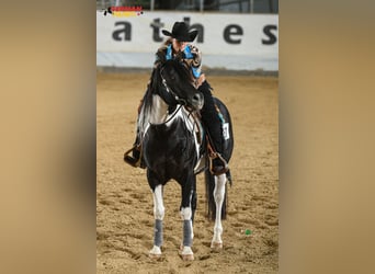 American Paint Horse, Stallone, 14 Anni, 154 cm, Pezzato