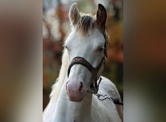 American Paint Horse, Stallone, Puledri (03/2025), 150 cm, Overo-tutti i colori