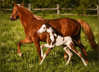 American Paint Horse, Stallone, Puledri (05/2026), 152 cm, Overo-tutti i colori