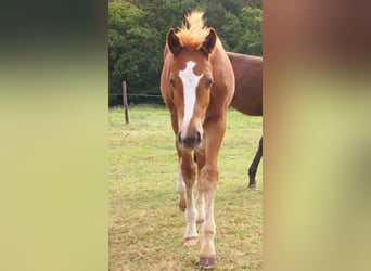 American Paint Horse, Stallone, Puledri (03/2025), 152 cm, Sauro