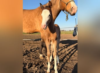 American Paint Horse, Stallone, Puledri (03/2026), 153 cm, Baio