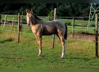 American Paint Horse, Stallone, Puledri (04/2025), 153 cm, Champagne