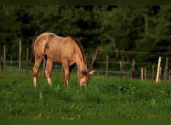 American Paint Horse, Stallone, Puledri (04/2025), 153 cm, Champagne