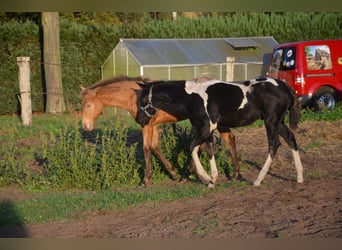 American Paint Horse, Stallone, Puledri (06/2026), 153 cm, Tobiano-tutti i colori
