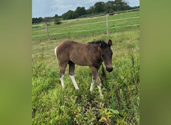 American Paint Horse, Stallone, Puledri (06/2026), 154 cm, Tobiano-tutti i colori