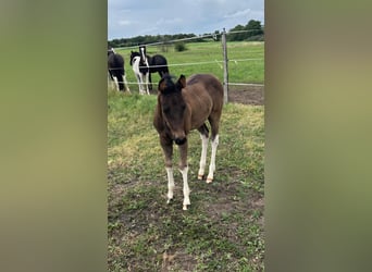 American Paint Horse, Stallone, Puledri (06/2026), 154 cm, Tobiano-tutti i colori
