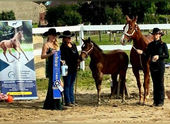 American Paint Horse, Stallone, Puledri (06/2026), 155 cm, Baio roano