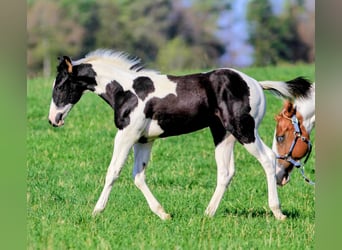 American Paint Horse, Stallone, Puledri (05/2026), 155 cm, Pezzato