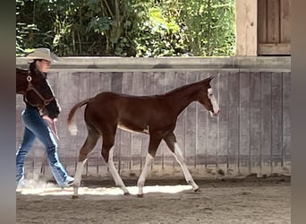 American Paint Horse, Stallone, Puledri (05/2026), 158 cm, Overo-tutti i colori