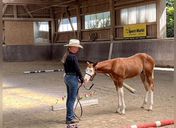 American Paint Horse, Stallone, Puledri (05/2026), 158 cm, Overo-tutti i colori