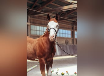 American Paint Horse, Stallone, Puledri (05/2026), 158 cm, Overo-tutti i colori