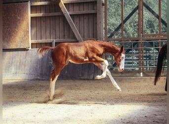 American Paint Horse, Stallone, Puledri (05/2026), 158 cm, Overo-tutti i colori
