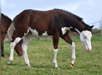 American Paint Horse, Stallone, Puledri (04/2025), 160 cm, Overo-tutti i colori