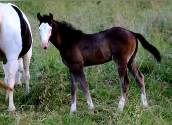 American Paint Horse, Stallone, Puledri (01/2026), Overo-tutti i colori