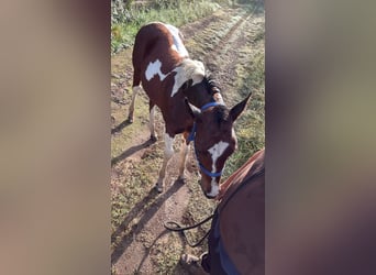 American Paint Horse, Stallone, Puledri (05/2026), Pezzato