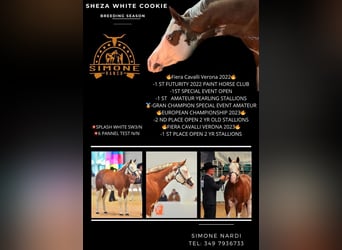 American Paint Horse, Stallone, Puledri (05/2026), Pezzato