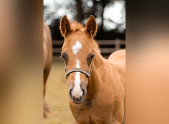 American Paint Horse, Stallone, Puledri (01/2025), Sauro