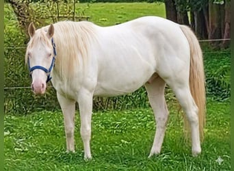 American Paint Horse, Stallone, 13 Anni, 153 cm, Tovero-tutti i colori