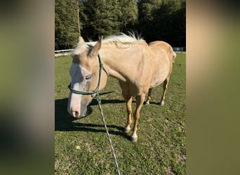 American Paint Horse Mix, Stute, 10 Jahre, 150 cm, Palomino