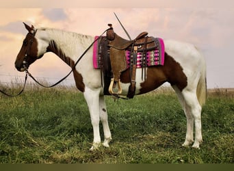 American Paint Horse, Stute, 10 Jahre, 150 cm, Schecke