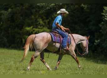 American Paint Horse, Stute, 10 Jahre, 152 cm, Roan-Red